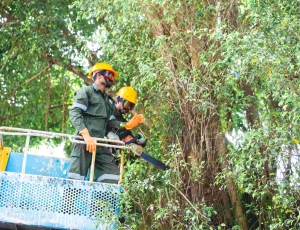 Worker trimming tree branches with pruning tools